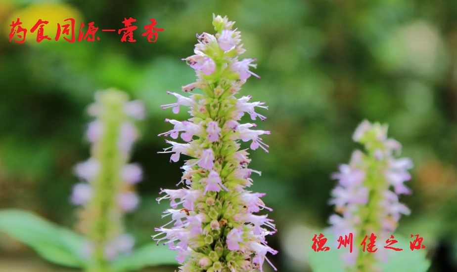 藿香薄荷茶，炎炎烈日的防暑茶