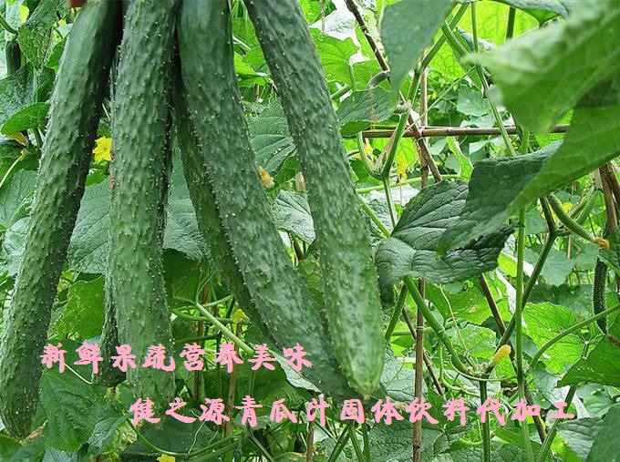 青瓜的六大營養(yǎng)價(jià)值，你知道嗎？